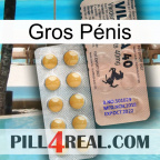 Gros Pénis 41